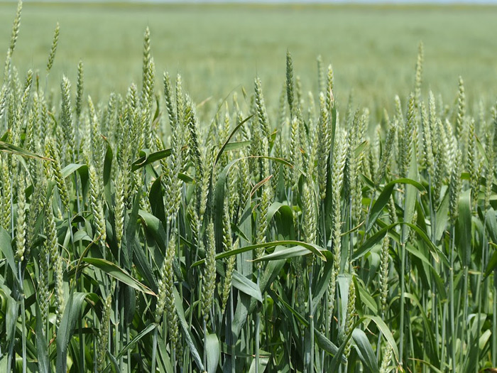 Повышение качества яровой твердой пшеницы